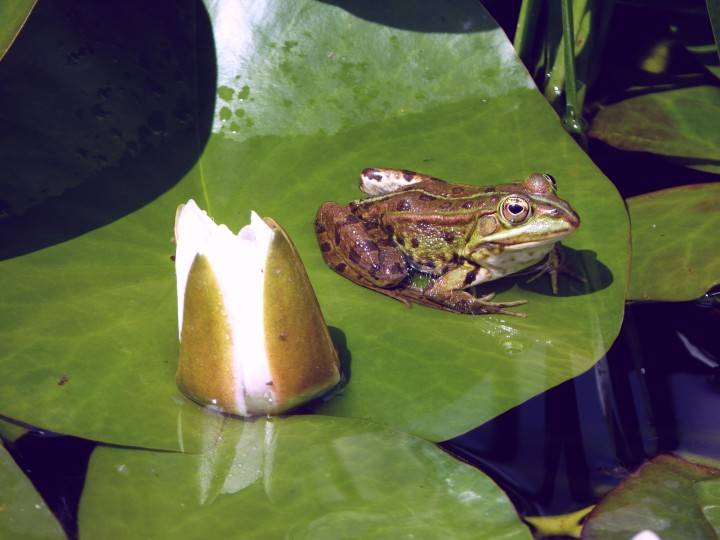 Frog on a water lily.